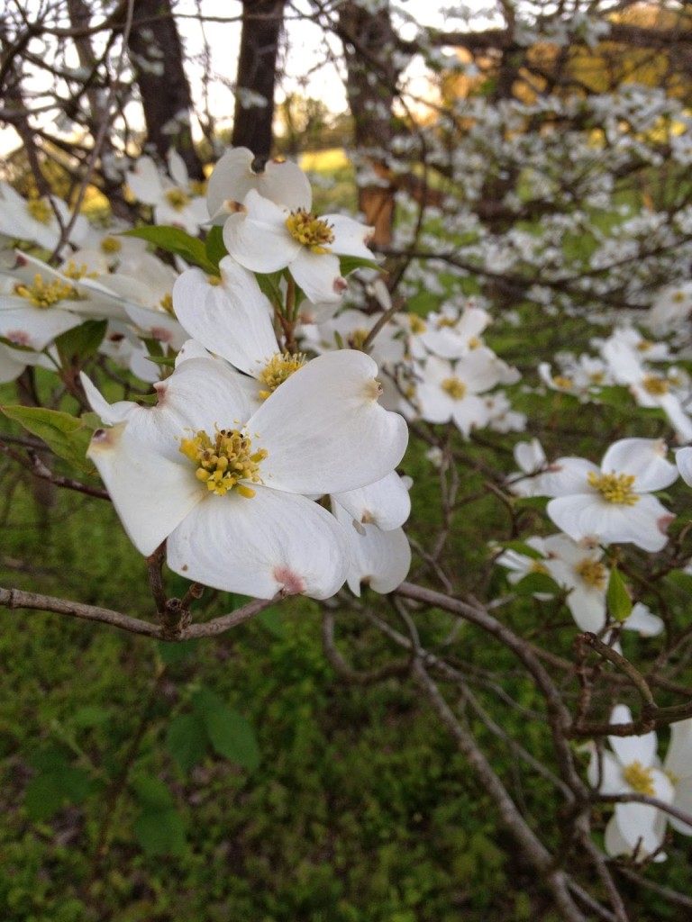 The Legend of the Dogwood