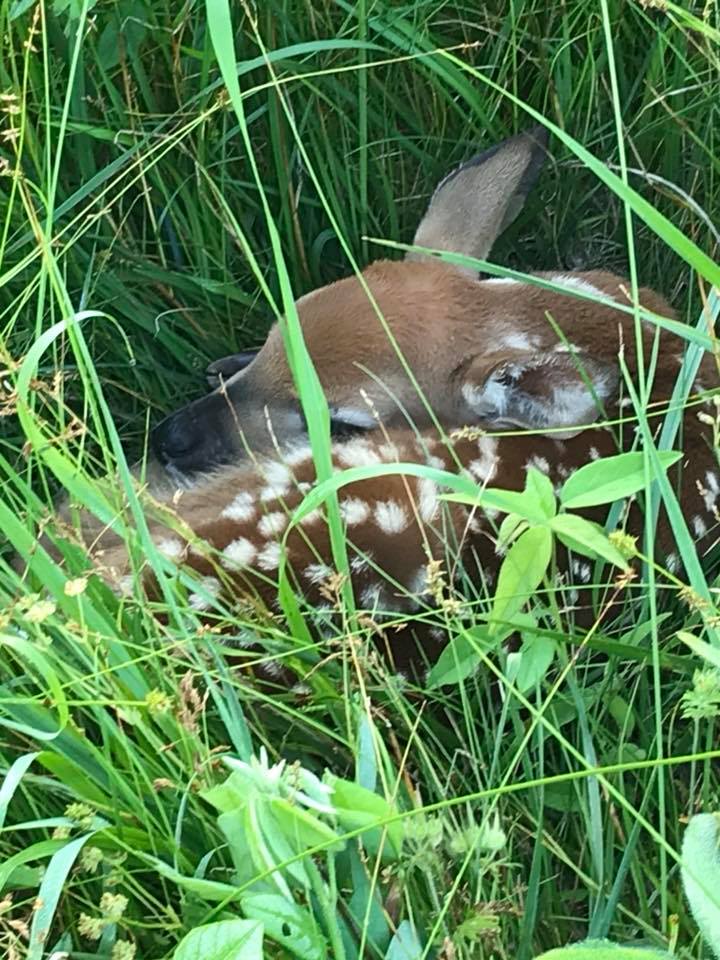 Spring Means Babies in the Animal World